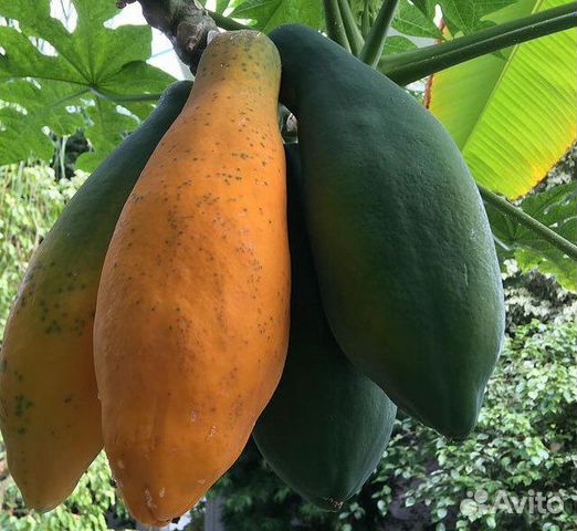 Папайя, гуаява, сизигум