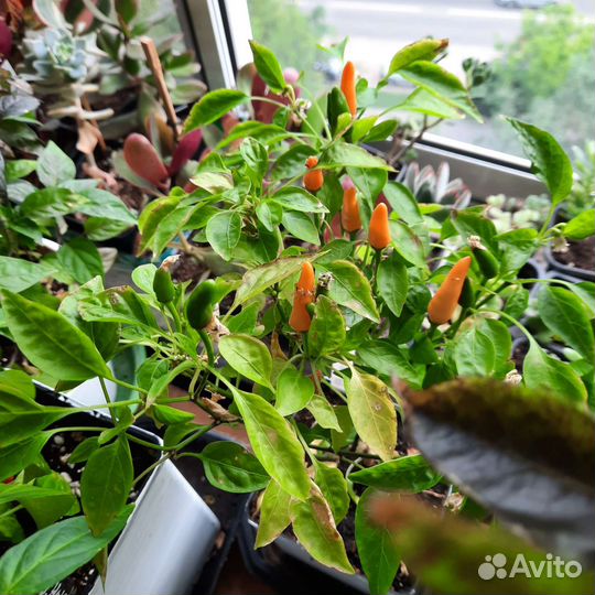 Перчик острый съедобный