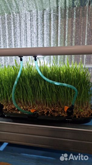 Сок из ростков пшеницы Витграсс