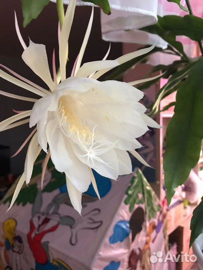 Эпифиллум белый