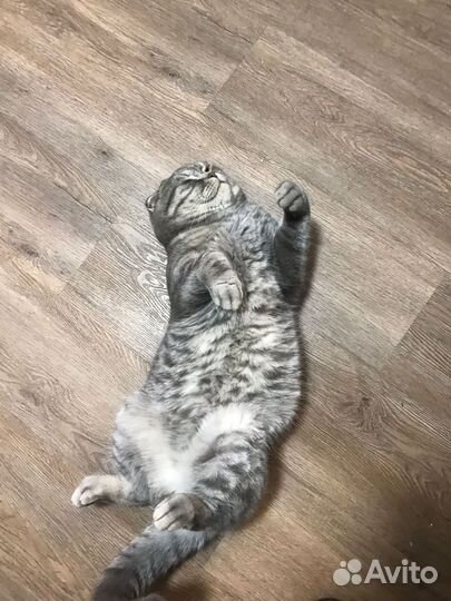 Британский кот