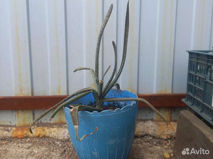 Алоэ древовидный