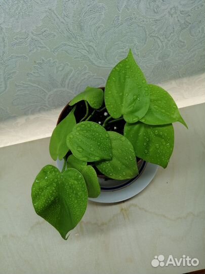 Комнатные растения