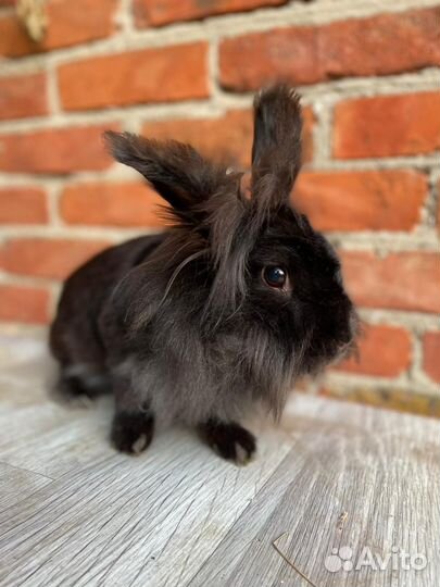 Декоративные кролики