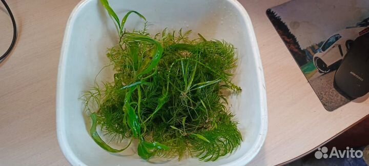 Аквариумные растения прополка