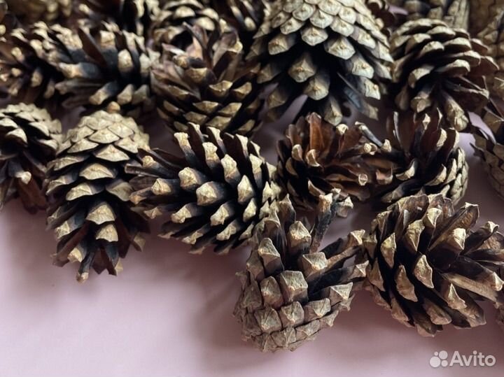 Шишки сосновые