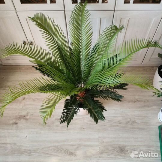 Пальма, Саговая пальма, Цикас