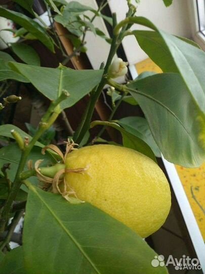 Лимон, олеандр