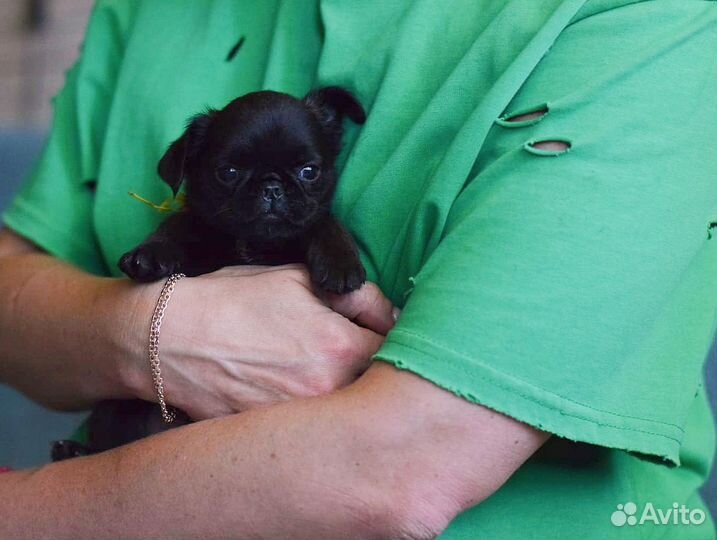 Пти брабансон девочка