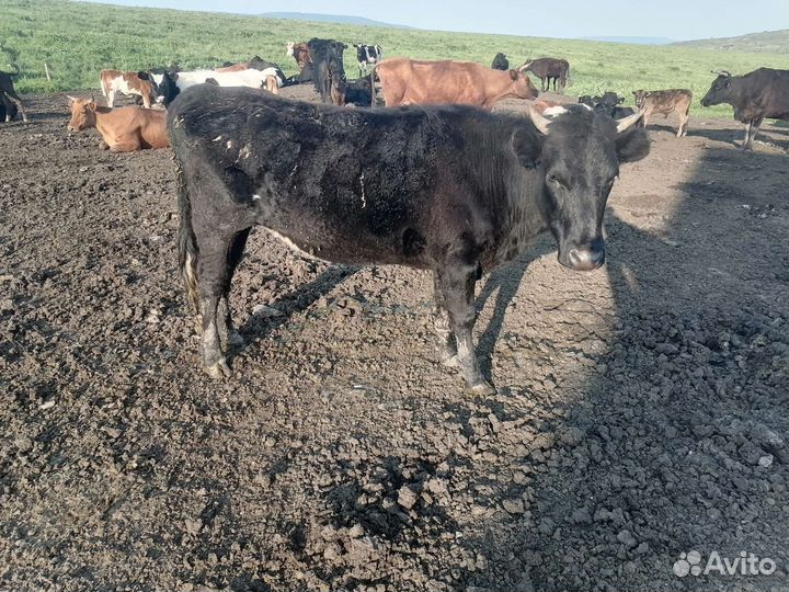 Коровы и телки