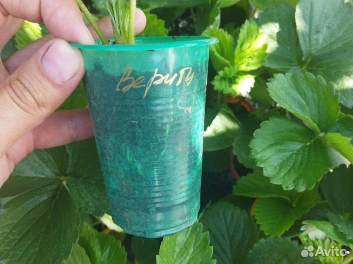 Саженцы клубники