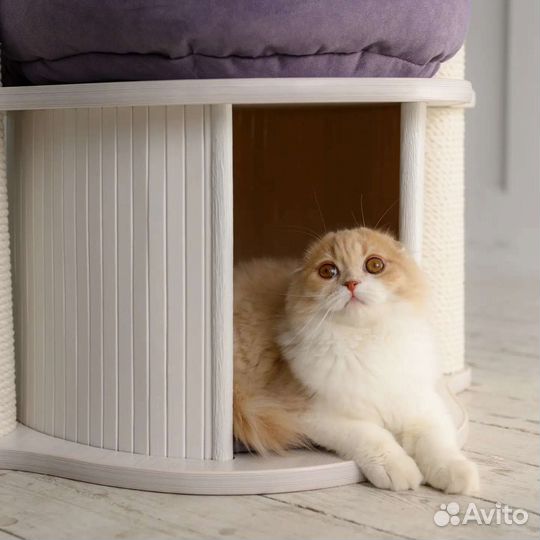 Элитные котята из Питомника