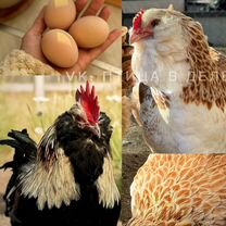 Куры. Петухи. Инкубационное яйцо, Москва