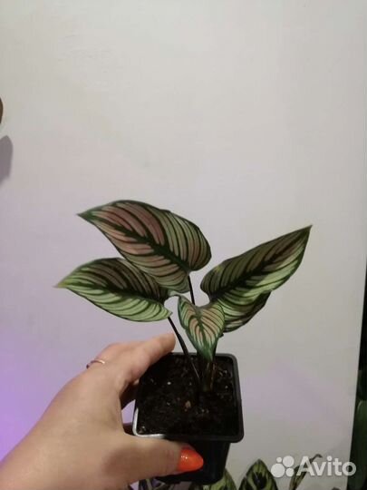 Калатея мажестик вайт стар