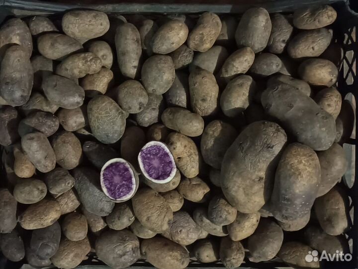 Семенной картофель