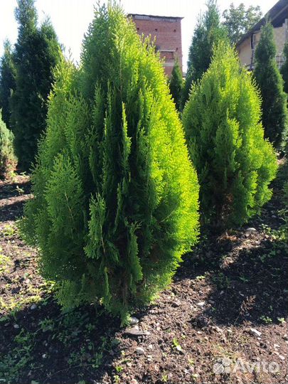 Туи Смарагд