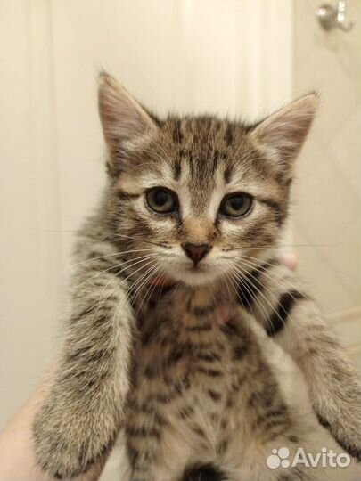 Кошка в дар бесплатно