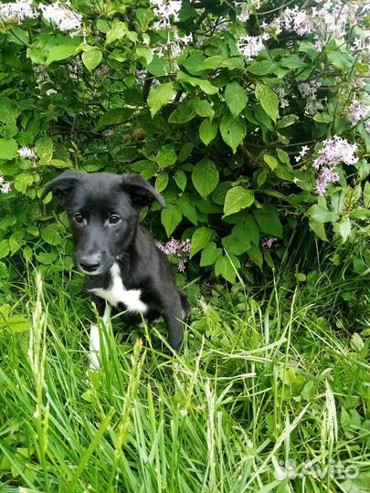 Маленькая Ласточка в дар