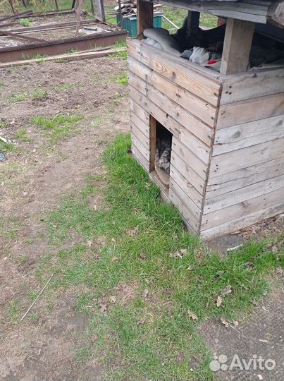 Будка для собаки утепленная