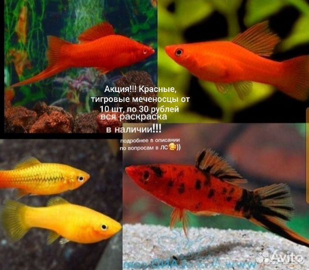 Аквариумные рыбки