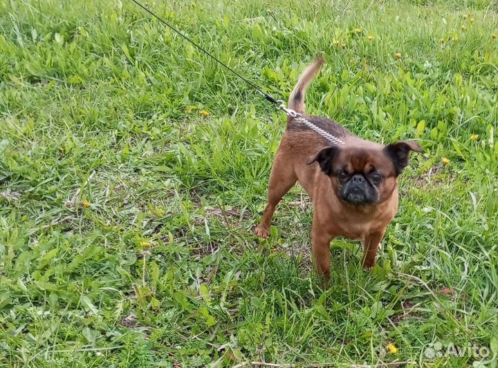 Пти брабансон вязка