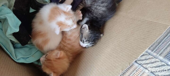 Отдам котят в добрые руки
