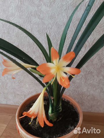 Комнатные цветы