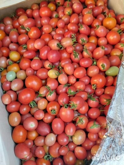 Помидор домашний