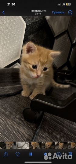 Котенок мальчик