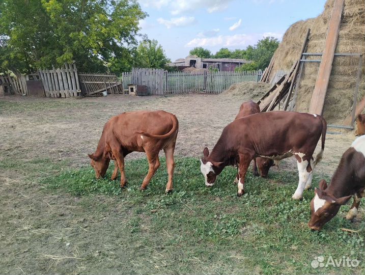 Продажа телят