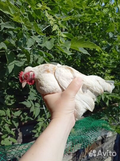 Курочки малазийской серамы