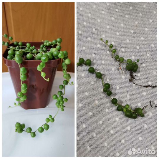 Суккуленты почтой часть 1 из 9