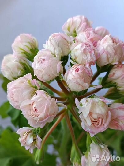 Пеларгония герань Ю-Царская Невеста