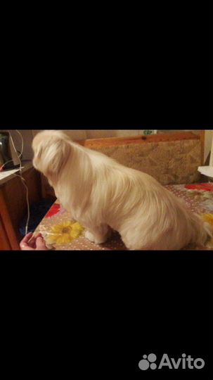 Стрижка собак, кошек