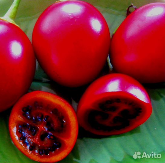 Саженец Томарилло