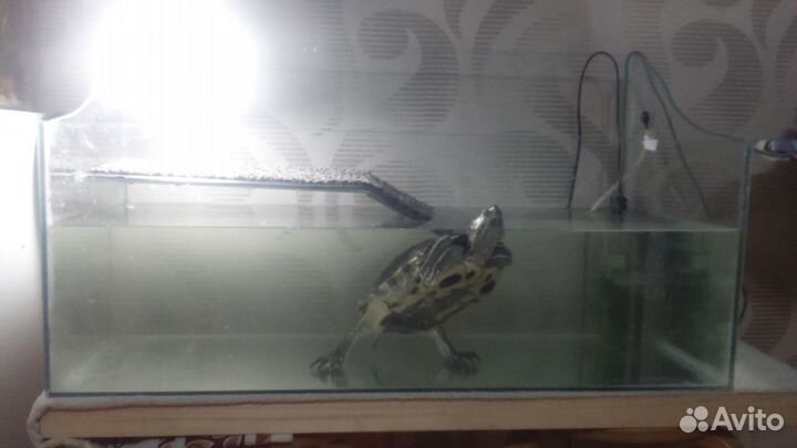 Террариум большой. Черепашник