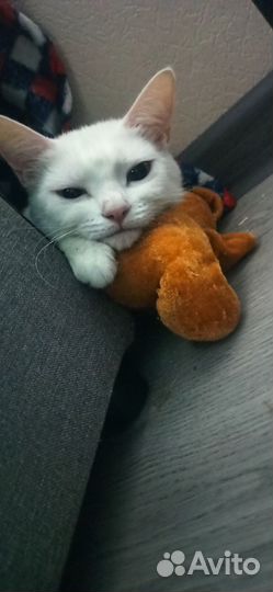 Кошка ищет дом