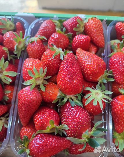 Клубникам оптом