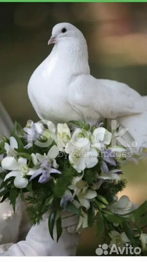 Голуби