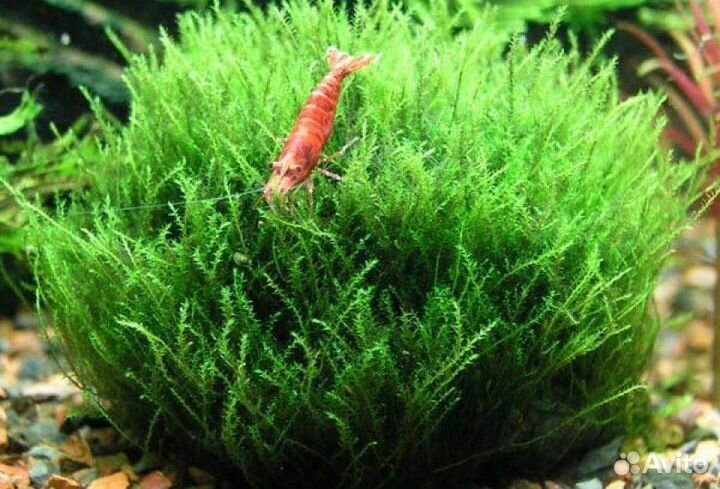 Аквариумные растения 4 вида