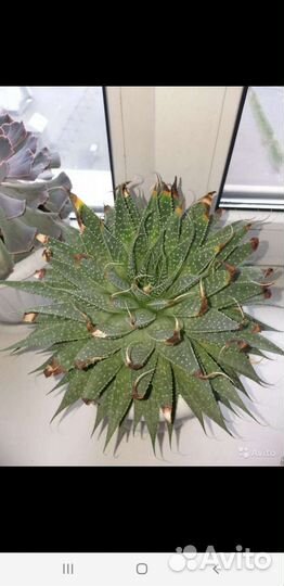 Крассулы/Алоэ/Суккуленты