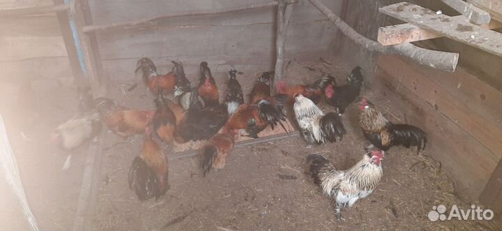 Петушки декоротивные(бентамки)