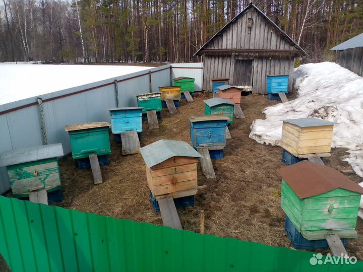 Продается улей с пчелами