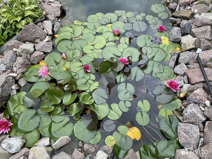 Нимфея розовая, водная лилия