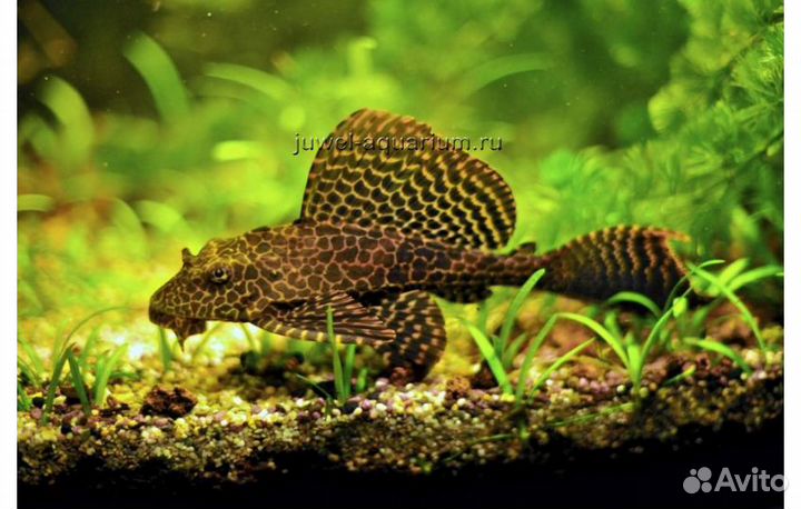 Птеригоплихт парчовый. Леопардовый сом. Рыбки