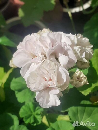 Пеларгония зональная и душистая