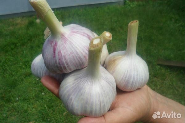 Чеснок Гулливер для посадки