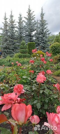 29 июня Ах, Фест