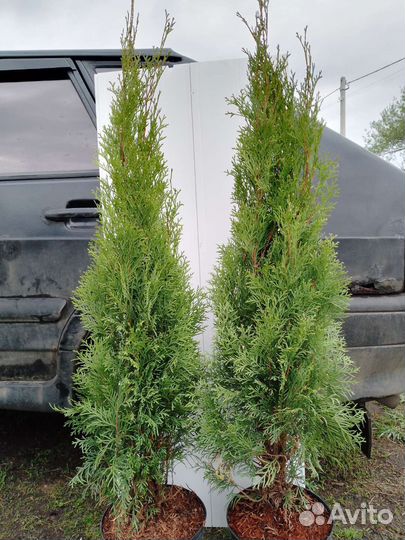 Туя смарагд