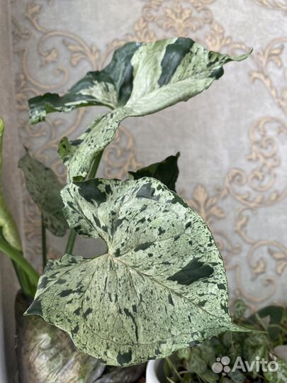 Комнатные растения